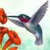 Hummingbird with Trumpet Creeper